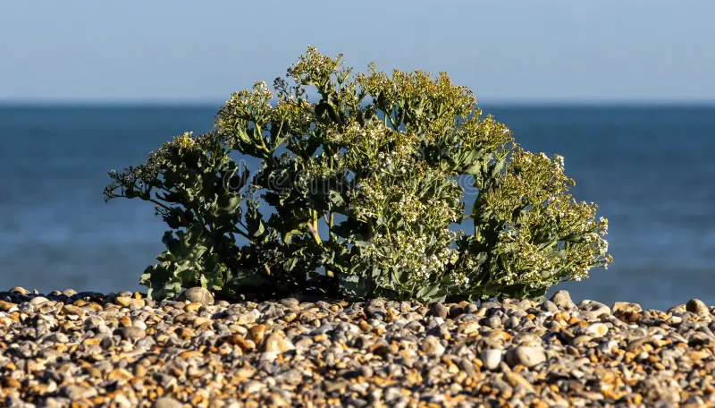 sea-kale-growing-pebble-beach-cuckmere-haven-sussex-coast-close-up-spring-sunshine-shallow-depth-field-331290667